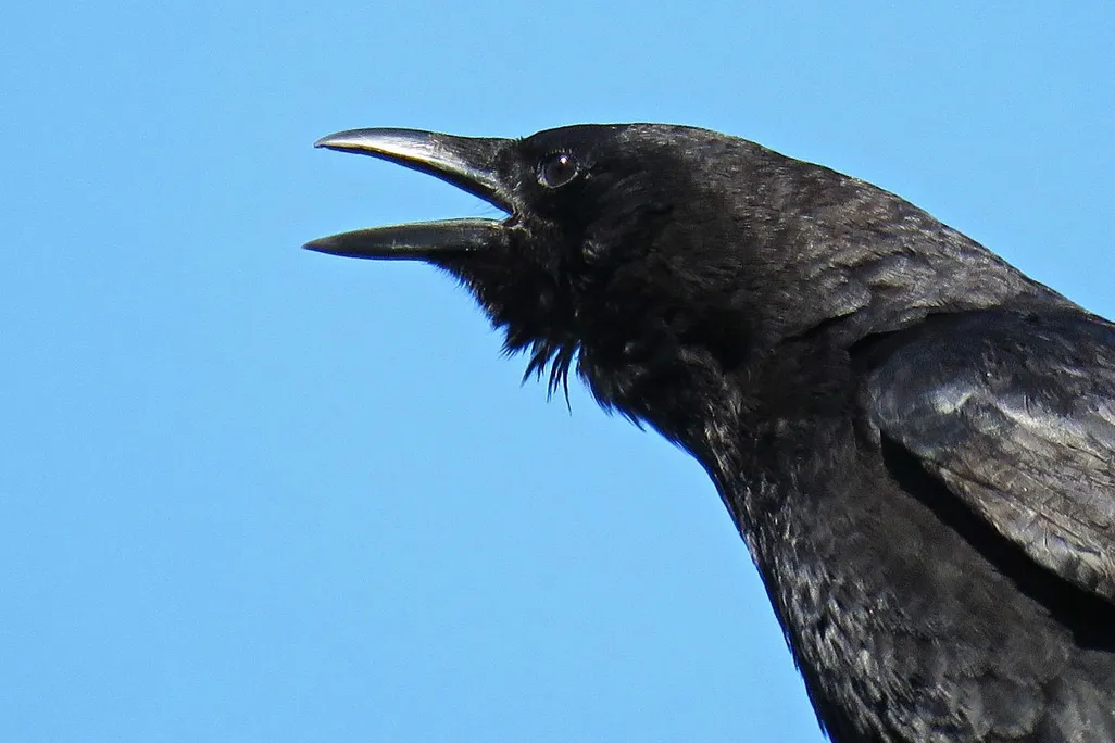 crow.jpg