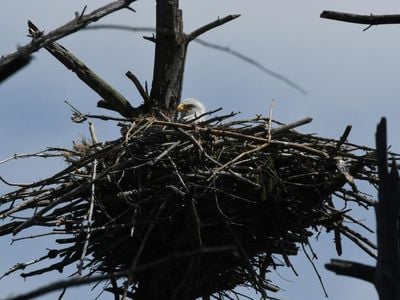 A bald eagle nest—complete with eaglet—in Rutland, Massachusetts