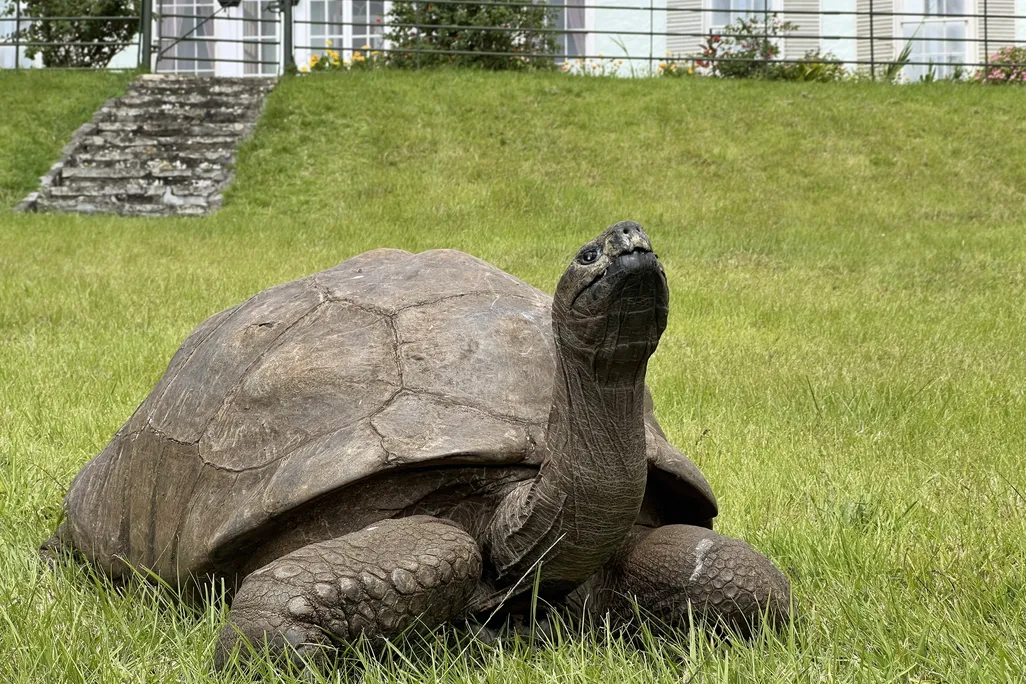 a tortoise on a grassy lawn with a little of a white house in the background