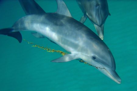 Researchers say they've developed a system that allows them to use dolphins' own language to communicate with the animals.