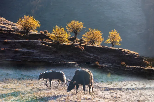 Cattle grazing on Autumn Days thumbnail