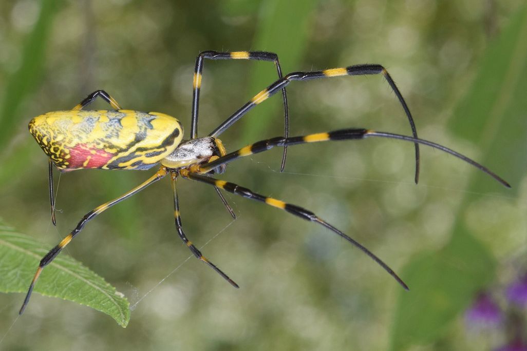 Large spider in a web against a green background