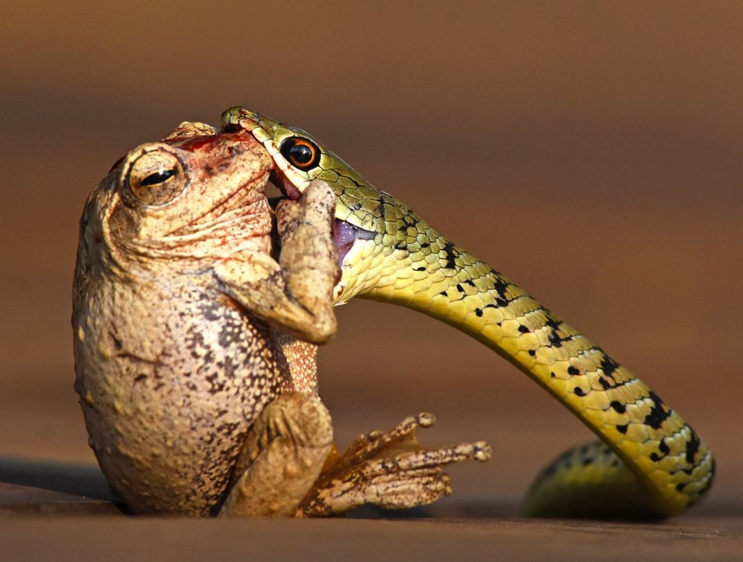 Kiss of Death | Smithsonian Photo Contest | Smithsonian Magazine