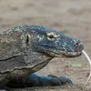 The Most Infamous Komodo Dragon Encounters of the Century, From a Fatal Attack on an 8-Year-Old Boy to a Zookeeper Bitten by a Battling Animal icon