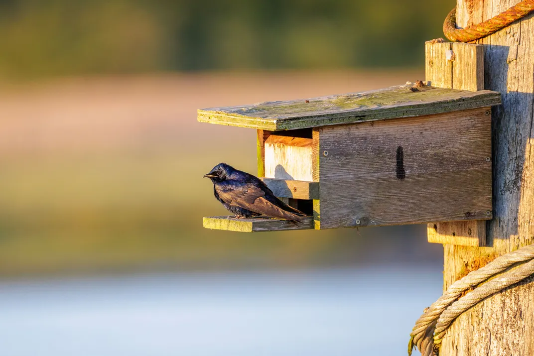 a purple martin sits at a wooden nest box