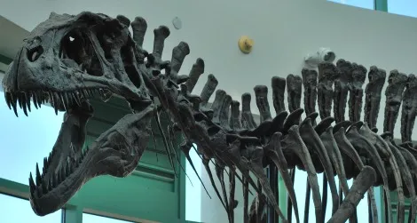 Acrocanthosaurus