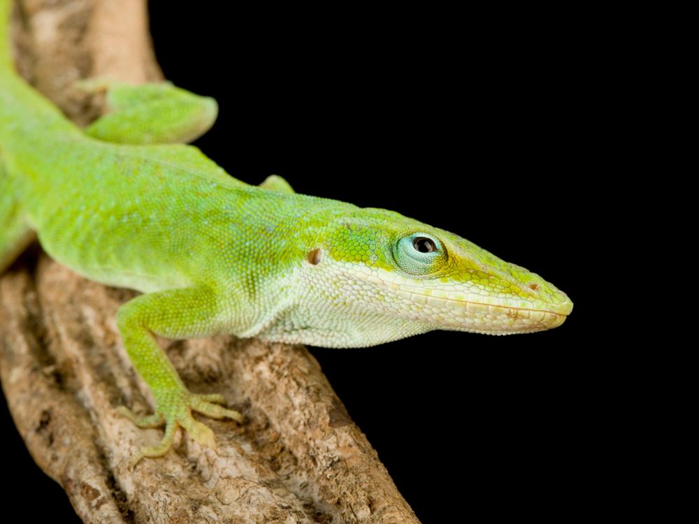 anole