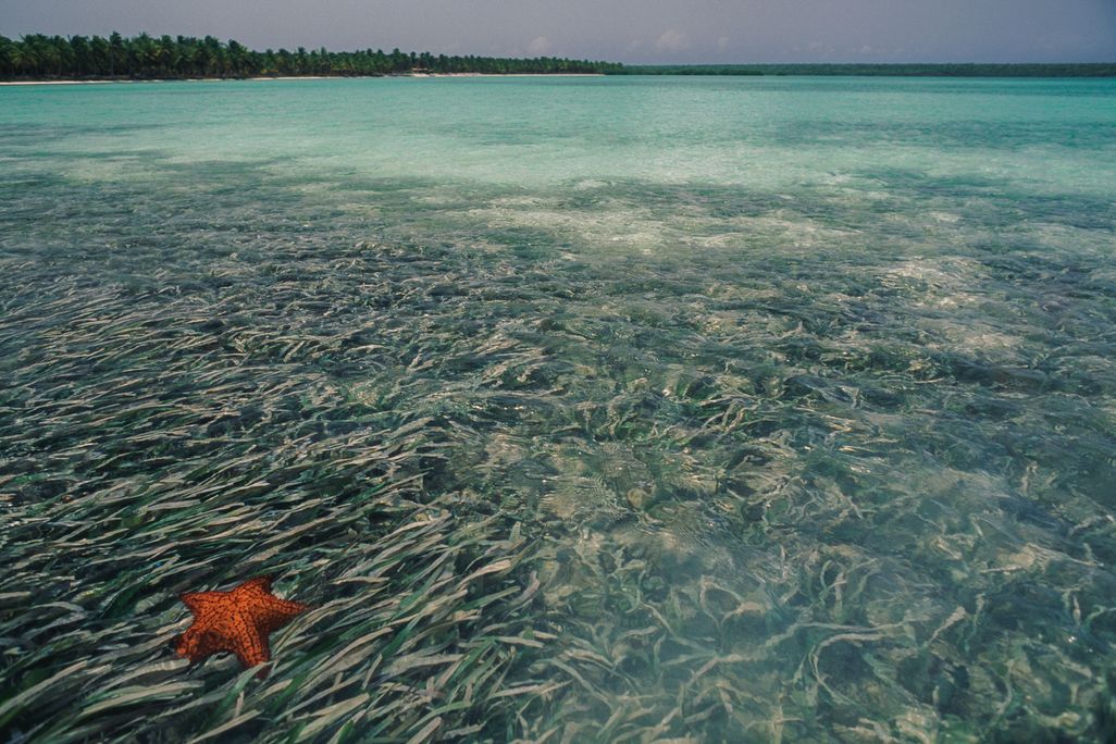 Starfish