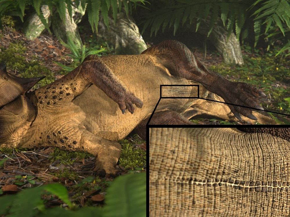 An artist representation of a Psittacosaurus laying on its back, showing its umbilical scar.