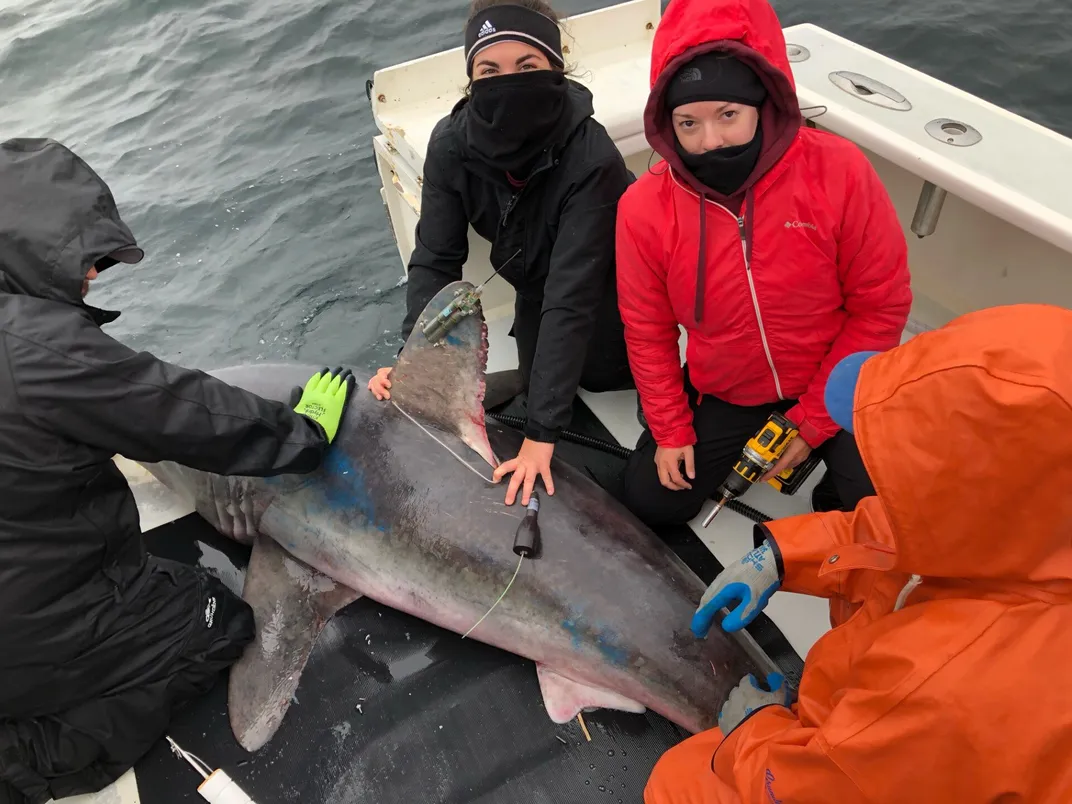 Tagging a shark