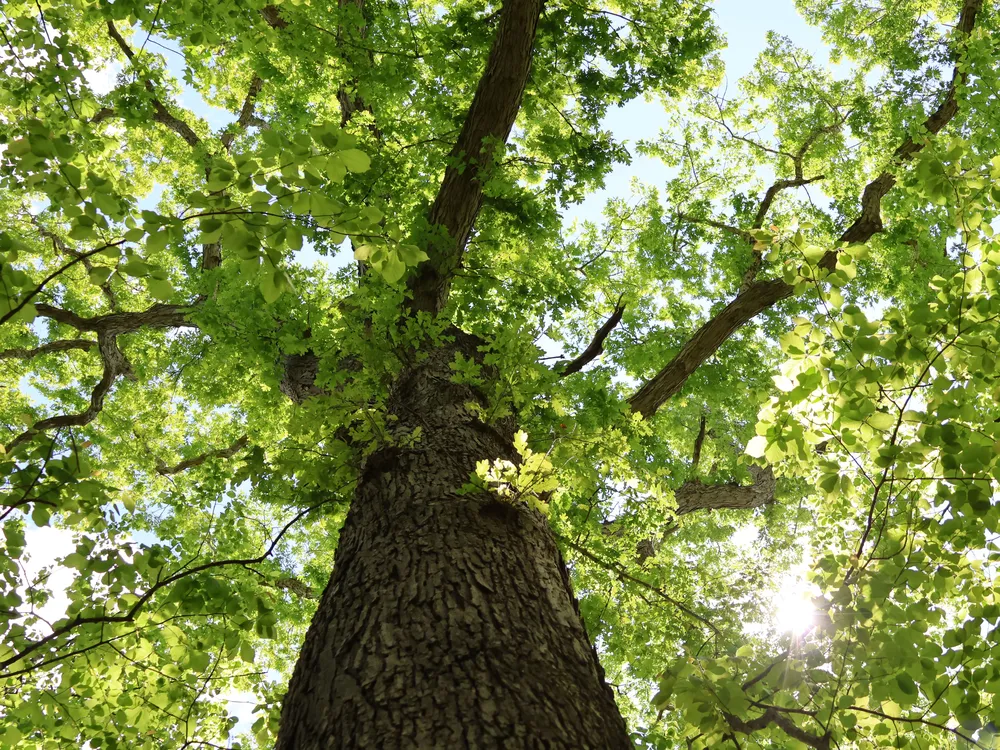 Hog Island Oak Tree 5_Credit John Parker_med-res.jpg