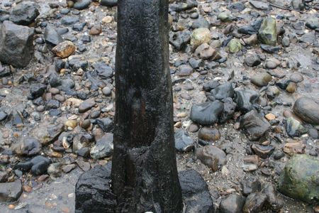 Erosion of a Bronze Age Post in the Thames