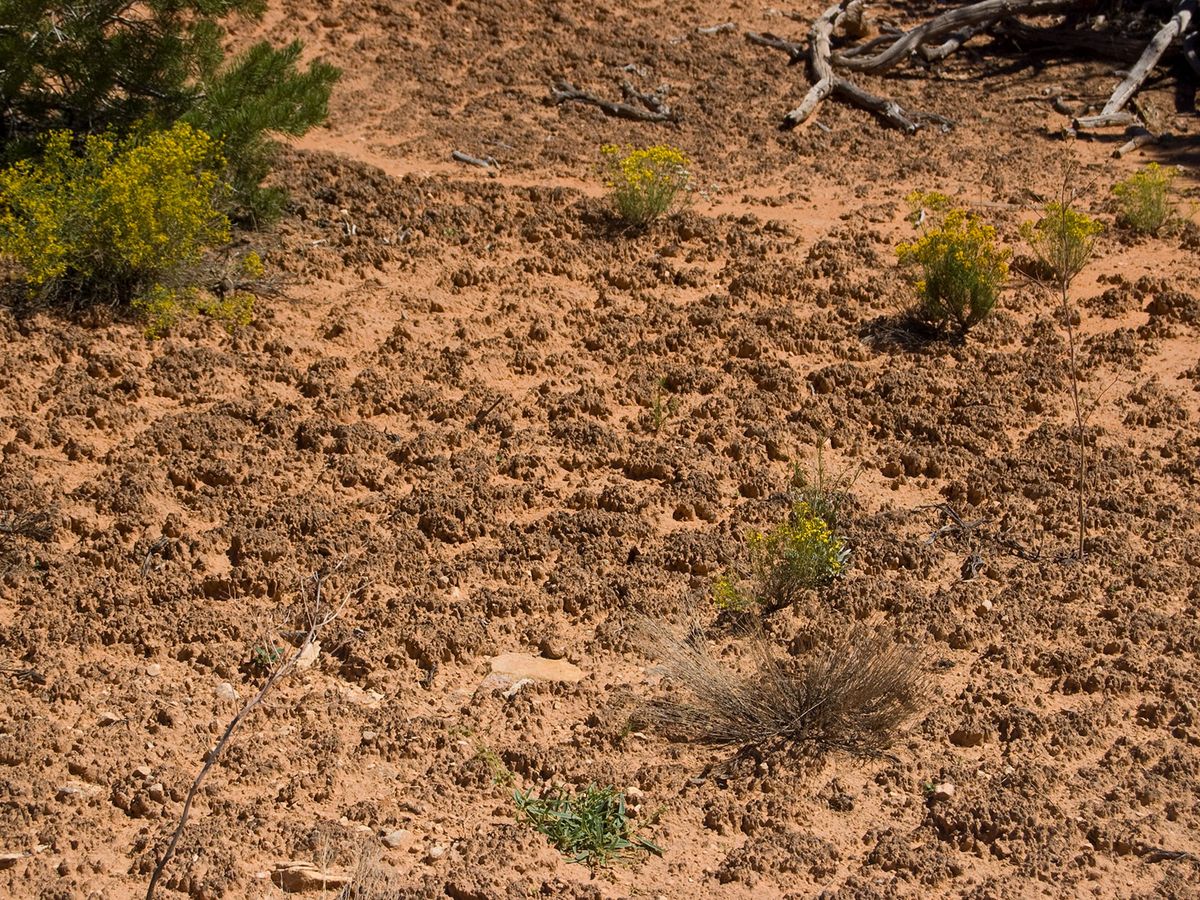 Throughout the effort to save lots of Earth’s biocrust