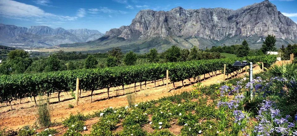  Landscape of the Stellenbosch Wine District 