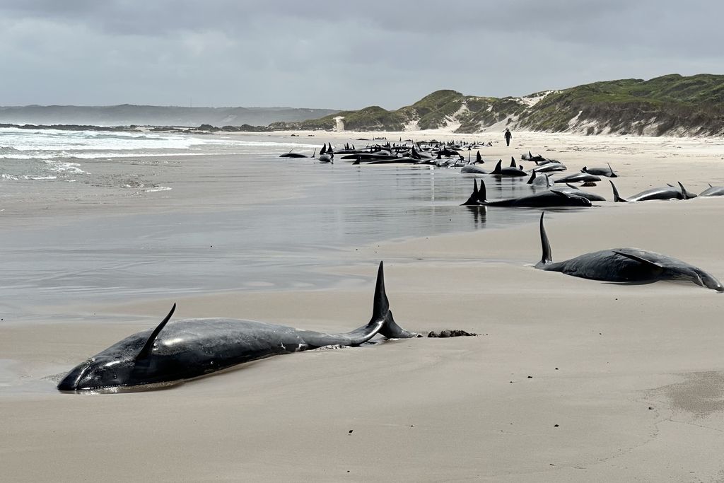 dozens of whales lie on a beach