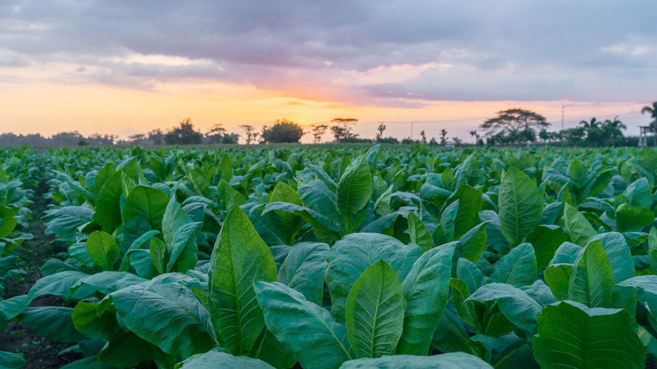dmt tobacco Scientists Engineered Tobacco Plants to Produce Five Mind-Altering  Psychedelic Compounds