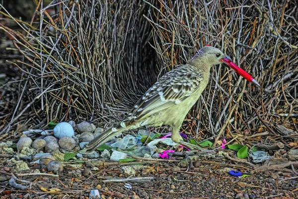 Great Bowerbird and thief thumbnail