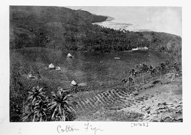A cotton plantation in Fiji, circa 1875