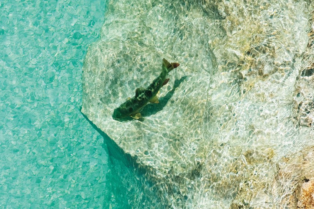 A fish swims through the crystal-clear waters of the Soca River. Much of the fish served at Slovenia’s finest restaurants come straight from this pristine water source.