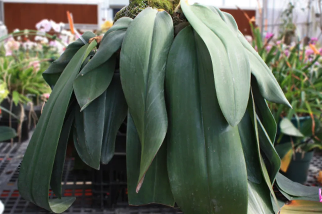 “Bucky’ and its large leaves