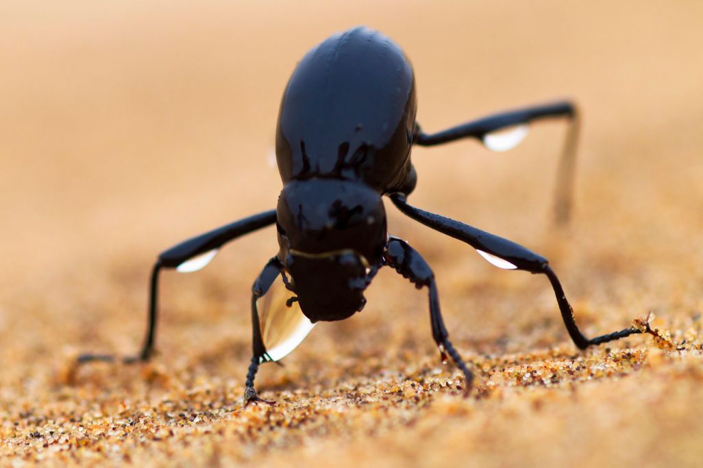 Namib Beetle