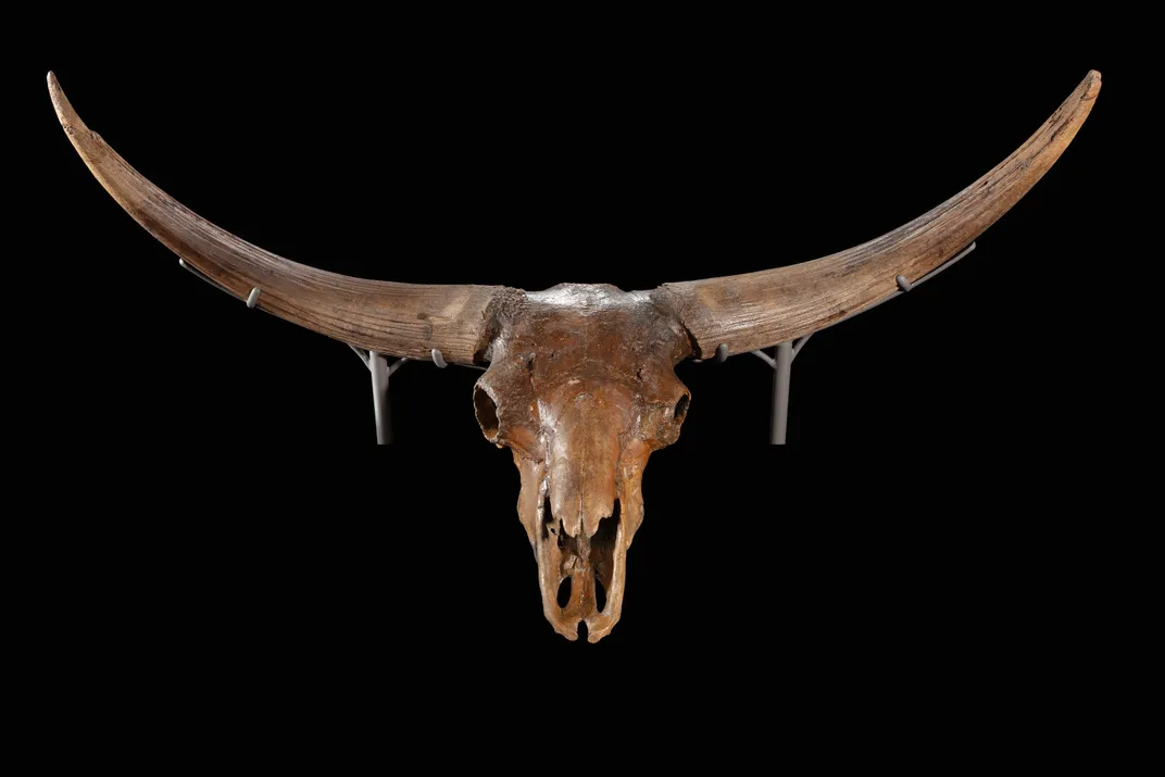 The Bison Is America’s National Mammal. Here’s How Indigenous Tribes and Conservationists Aided Its Return to the Prairie Lands After Near Extinction