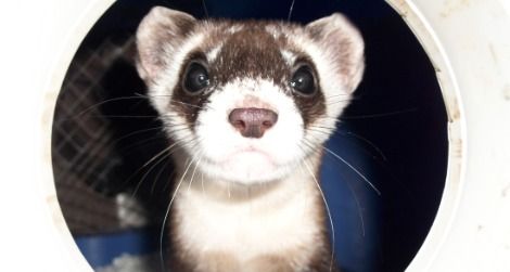 20111104114004black-footed-ferret-small.jpg