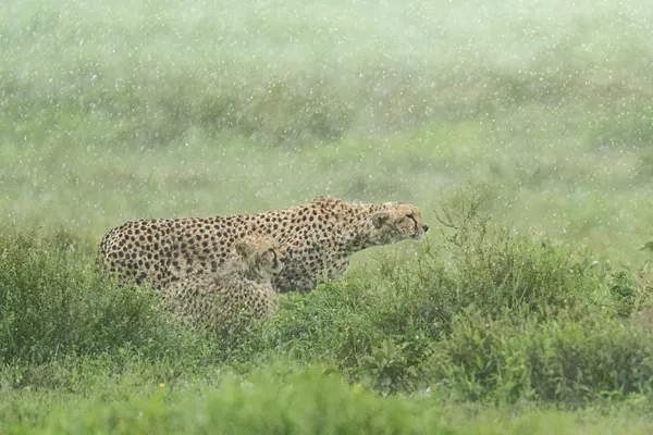 RAINY DAY CHEETAH HUNT thumbnail