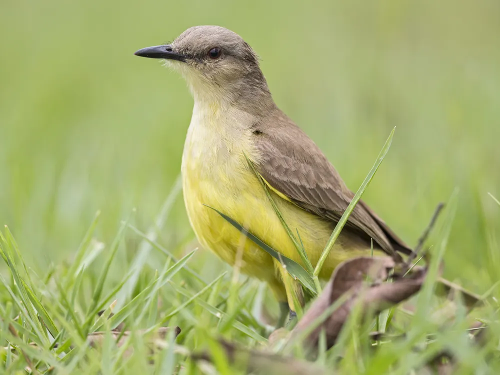 Bird with yellow belly and brownish-green back standing in grass