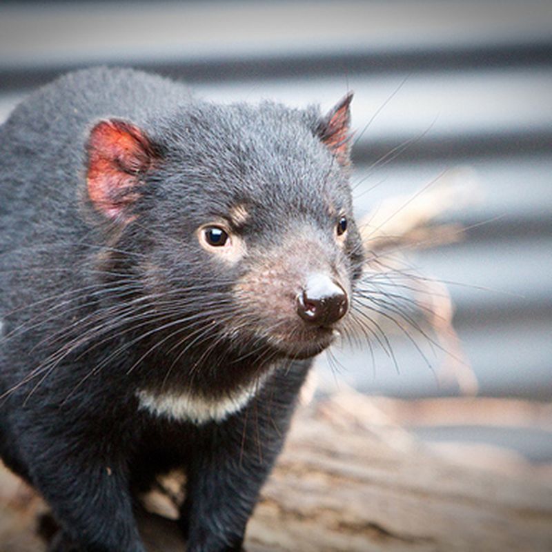 Are Tasmanian devils fighting their way to extinction?