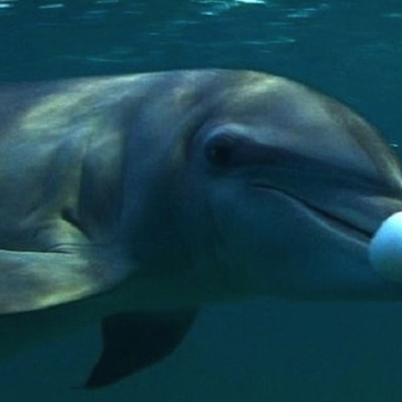 Dolphins Seem to Use Toxic Pufferfish to Get High, Smart News