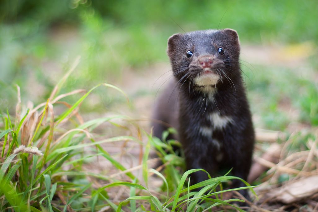 an american mink walking through the grass