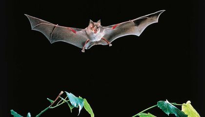 Five Amazing Adaptations That Help Animals Thrive in the Dark