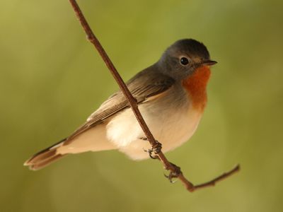 In 1958, dozens of red-breasted flycatchers, like the one pictured here, flew off course and visited the United Kingdom.