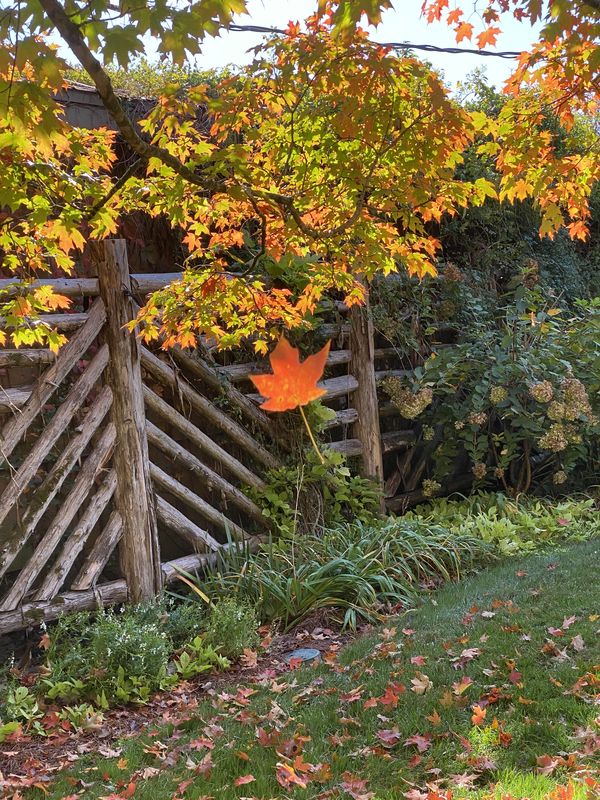 Autumn Bliss in Leipers Fork, TN thumbnail