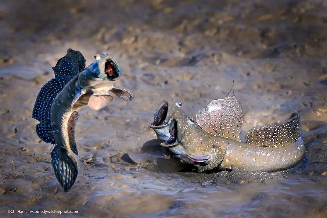 Two colorful Mudskippers jumping