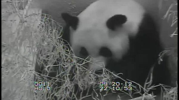Preview thumbnail for Best View of the Baby Panda Yet