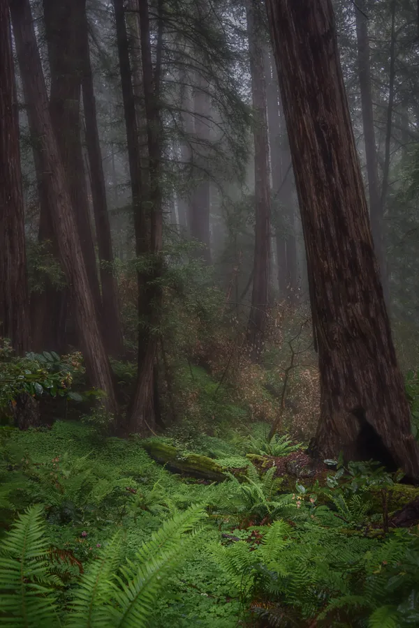 Muir Woods Redwoods thumbnail