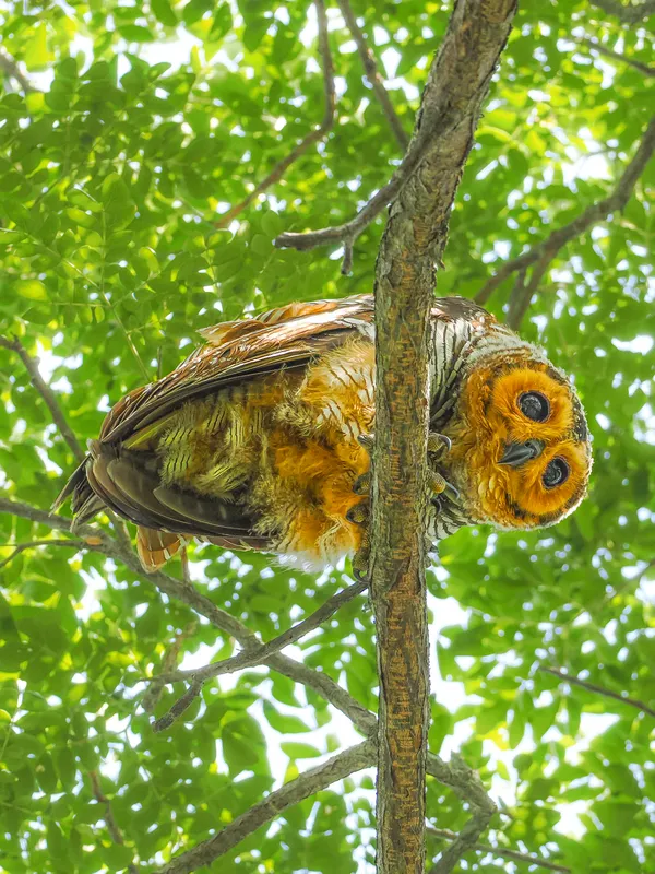 Who are you？I thumbnail