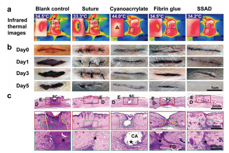 Giant Salamander Goo Is Great at Gluing Gashes