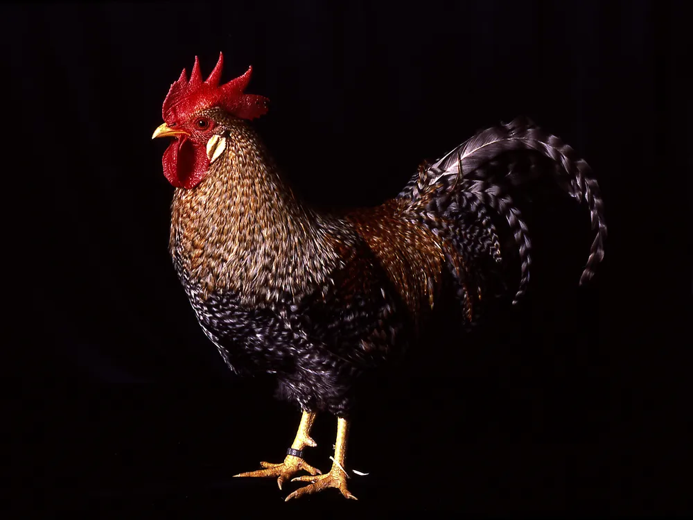 A side view of a rooster on a black background