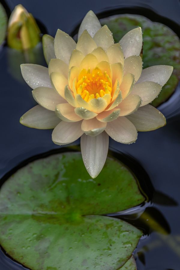 Hardy Water Lily	 thumbnail