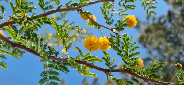 When Nature Starts Pom-Pom Knitting in IRAN thumbnail