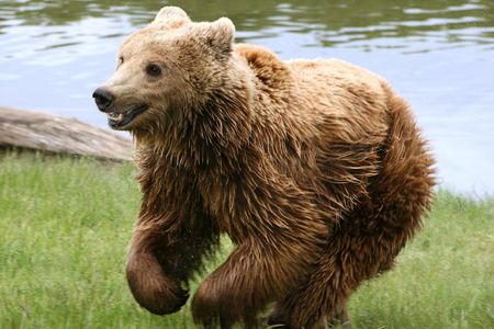 A captive Eurasian brown bear (Ursus arctos arctos) in Denmark.