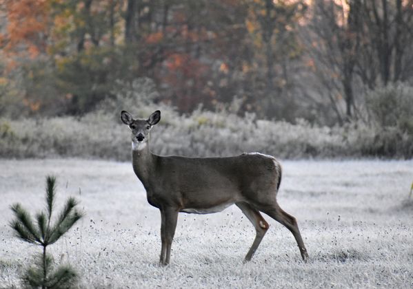 A frosty fall morning thumbnail