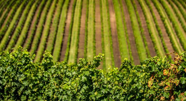 Stripes of vineyard thumbnail