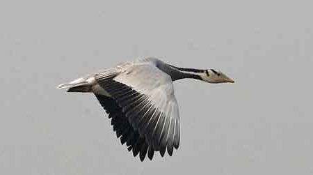 A bar-headed goose flies over India