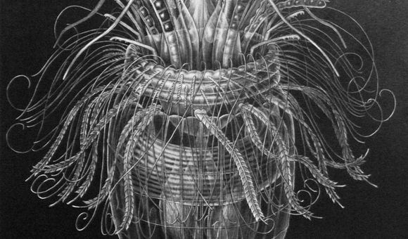 An illustration of a new species of phyla with a cone shaped bottom and thin tendrils coming out of the top.