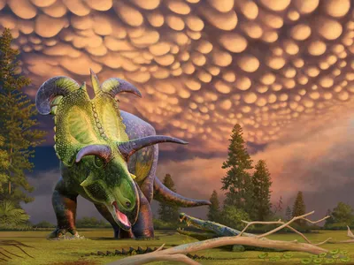 An artist&#39;s portrayal of Lokiceratops rangiformis, which lived in the swamps of western North America about 78 million years ago.