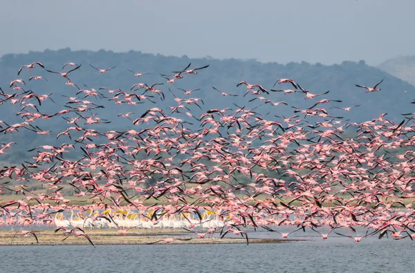 Flying high together thumbnail